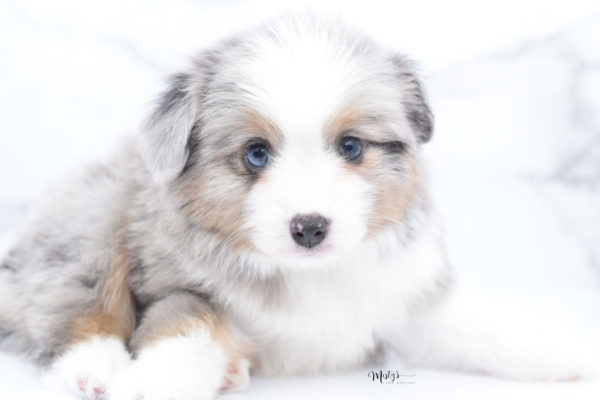 Mini / Toy Australian Shepherd Puppy Fletch