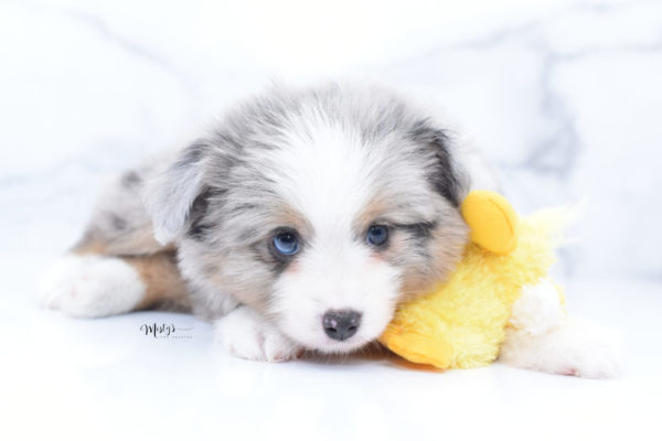 Mini / Toy Australian Shepherd Puppy Fletch