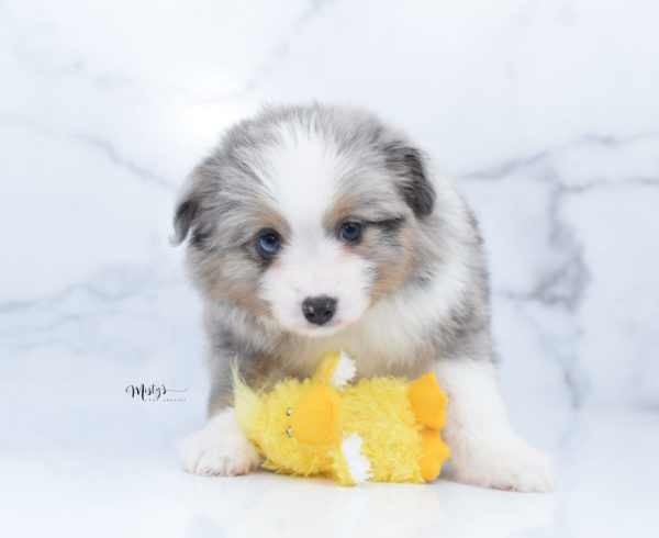 Mini / Toy Australian Shepherd Puppy Fletch