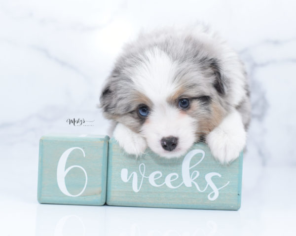 Mini / Toy Australian Shepherd Puppy Fletch