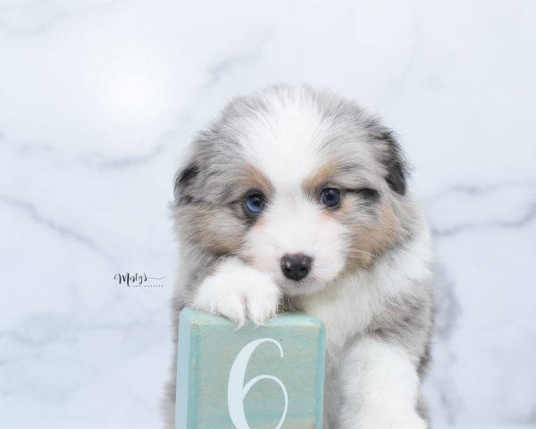 Mini / Toy Australian Shepherd Puppy Fletch