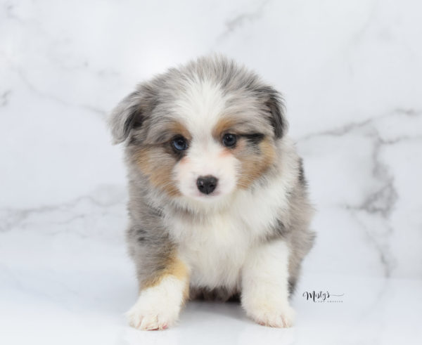 Mini / Toy Australian Shepherd Puppy Fletch