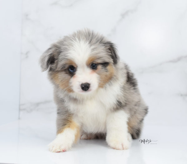 Mini / Toy Australian Shepherd Puppy Fletch