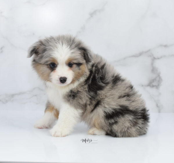 Mini / Toy Australian Shepherd Puppy Fletch