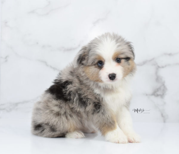 Mini / Toy Australian Shepherd Puppy Fletch