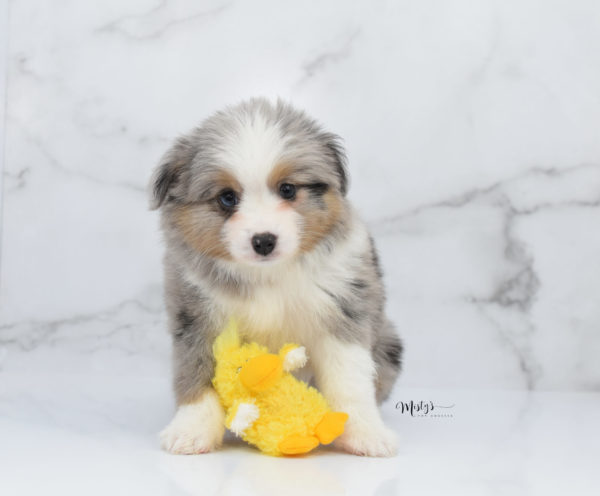 Mini / Toy Australian Shepherd Puppy Fletch