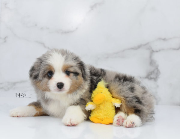 Mini / Toy Australian Shepherd Puppy Fletch