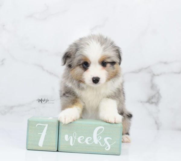 Mini / Toy Australian Shepherd Puppy Fletch