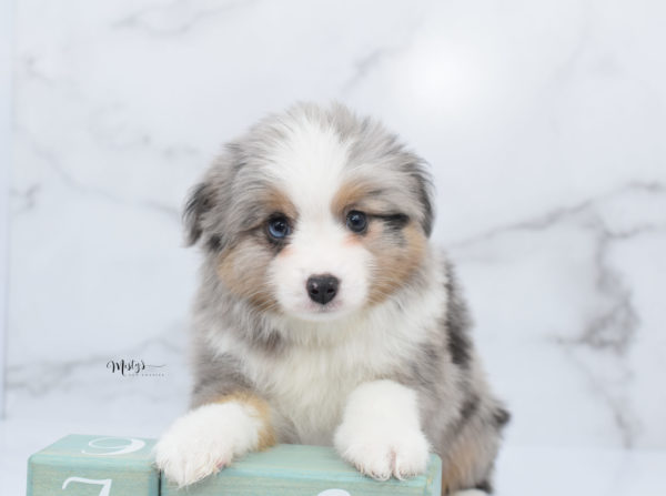 Mini / Toy Australian Shepherd Puppy Fletch