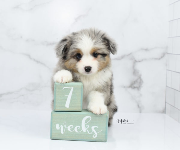 Mini / Toy Australian Shepherd Puppy Fletch