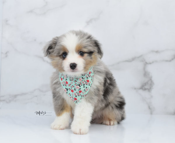 Mini / Toy Australian Shepherd Puppy Fletch