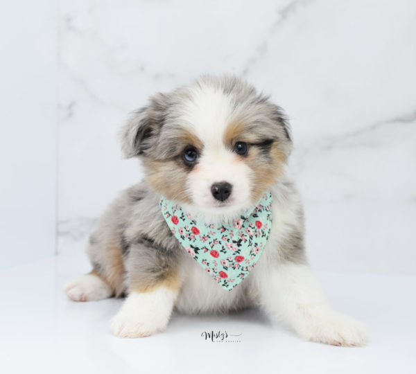 Mini / Toy Australian Shepherd Puppy Fletch