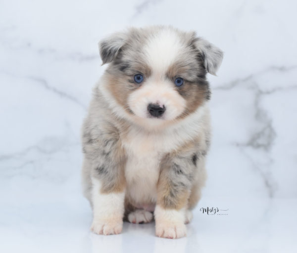 Mini / Toy Australian Shepherd Puppy Growler