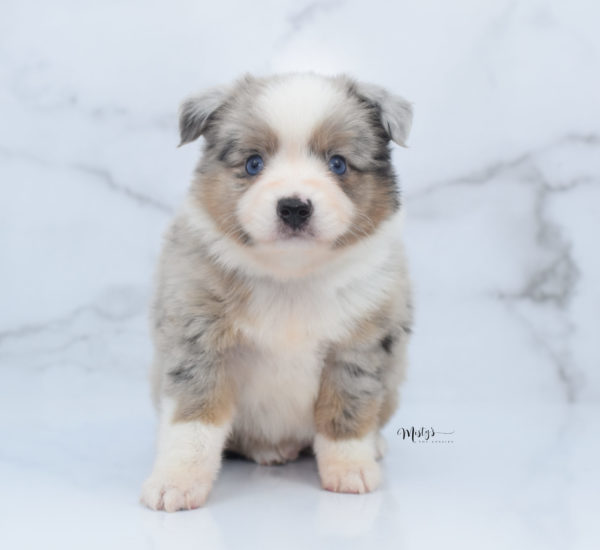 Mini / Toy Australian Shepherd Puppy Growler