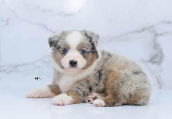 Mini / Toy Australian Shepherd Puppy Growler