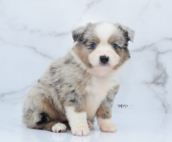 Mini / Toy Australian Shepherd Puppy Growler