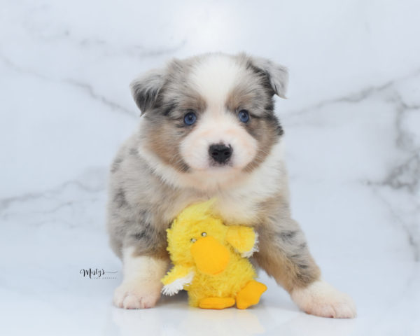 Mini / Toy Australian Shepherd Puppy Growler