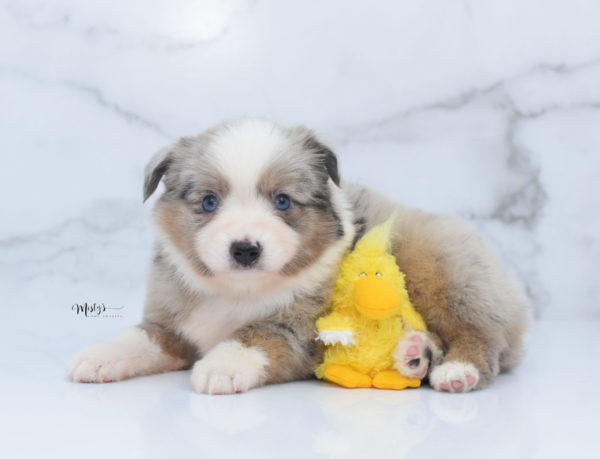 Mini / Toy Australian Shepherd Puppy Growler