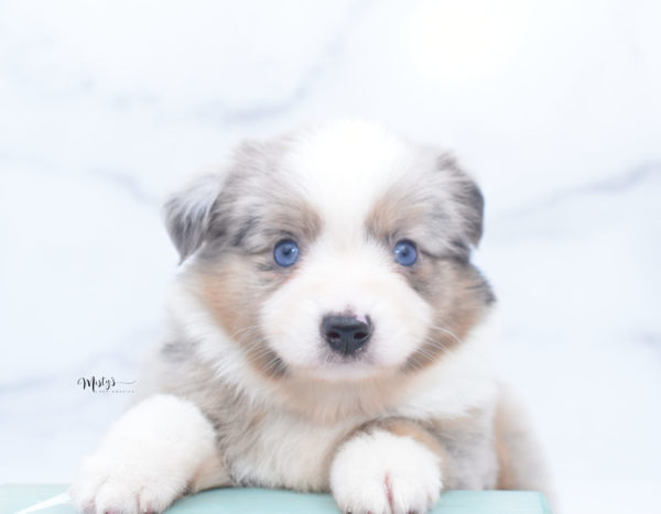 Mini / Toy Australian Shepherd Puppy Growler