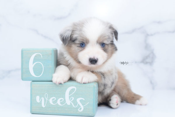 Mini / Toy Australian Shepherd Puppy Growler