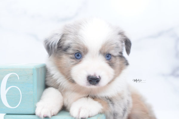 Mini / Toy Australian Shepherd Puppy Growler