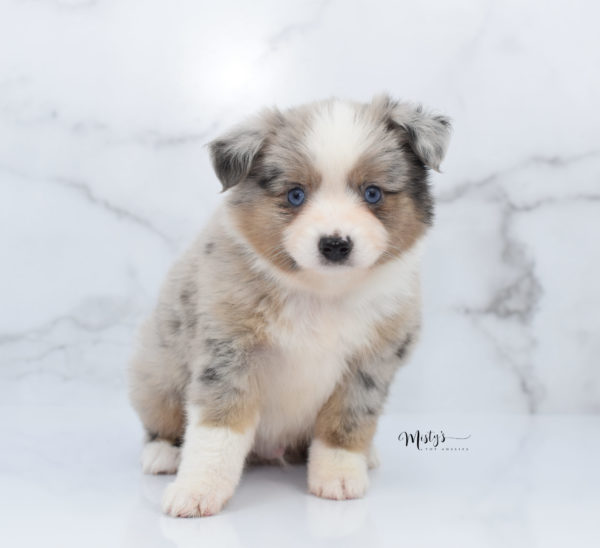 Mini / Toy Australian Shepherd Puppy Growler