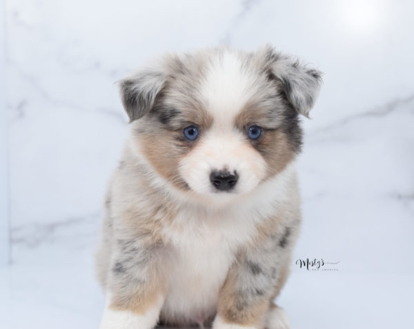 Mini / Toy Australian Shepherd Puppy Growler