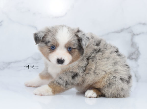 Mini / Toy Australian Shepherd Puppy Growler