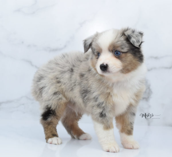 Mini / Toy Australian Shepherd Puppy Growler