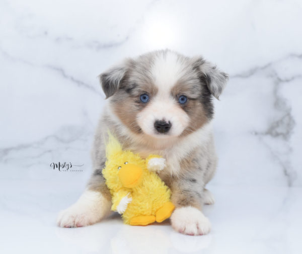 Mini / Toy Australian Shepherd Puppy Growler