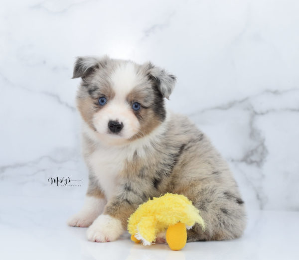 Mini / Toy Australian Shepherd Puppy Growler