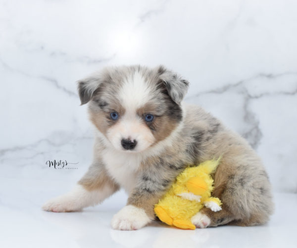 Mini / Toy Australian Shepherd Puppy Growler