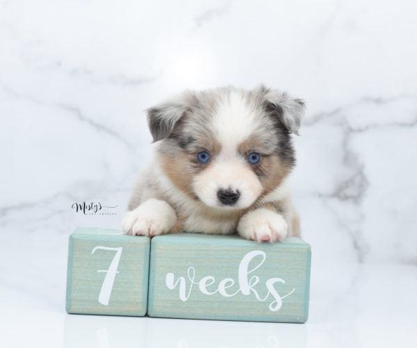 Mini / Toy Australian Shepherd Puppy Growler