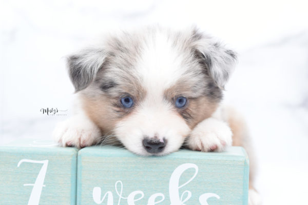 Mini / Toy Australian Shepherd Puppy Growler