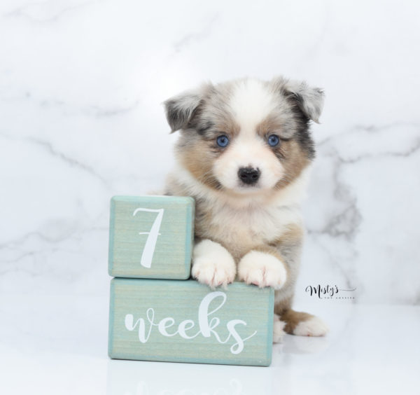 Mini / Toy Australian Shepherd Puppy Growler