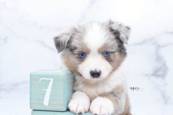 Mini / Toy Australian Shepherd Puppy Growler