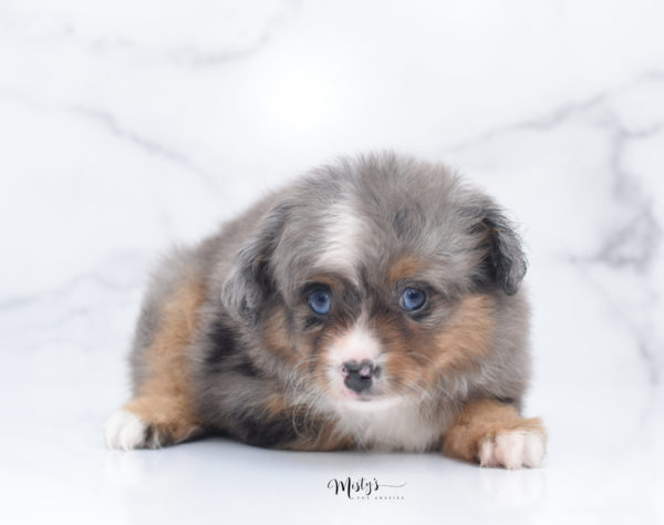 Mini / Toy Australian Shepherd Puppy Guinness