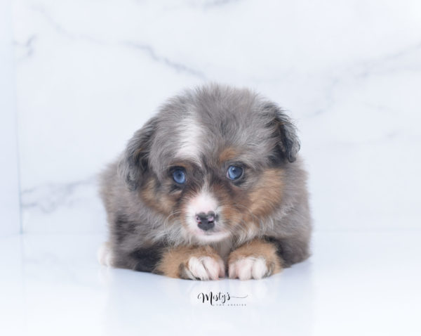 Mini / Toy Australian Shepherd Puppy Guinness