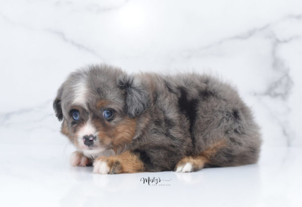 Mini / Toy Australian Shepherd Puppy Guinness