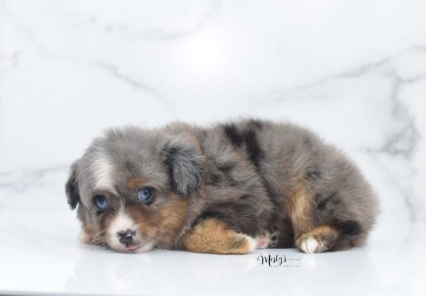 Mini / Toy Australian Shepherd Puppy Guinness