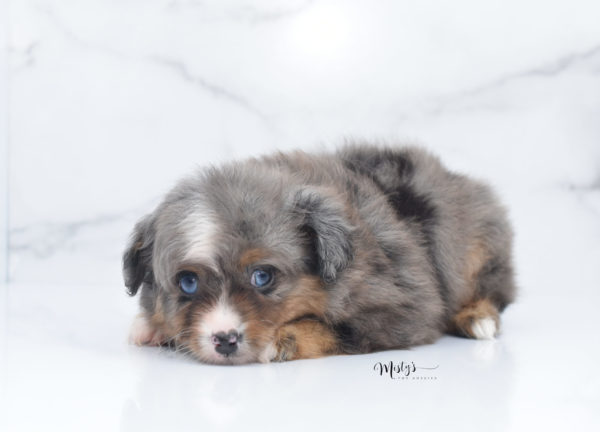 Mini / Toy Australian Shepherd Puppy Guinness