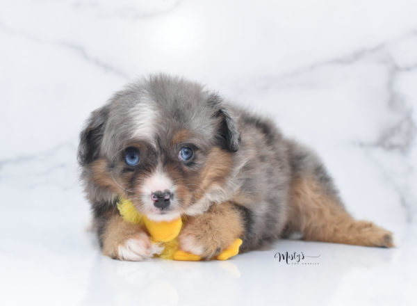 Mini / Toy Australian Shepherd Puppy Guinness