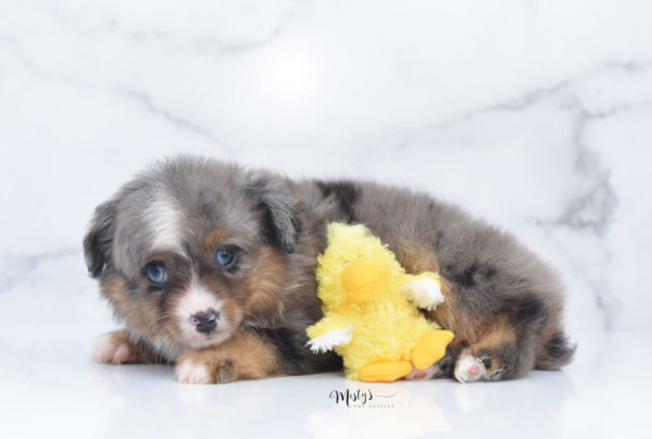 Mini / Toy Australian Shepherd Puppy Guinness