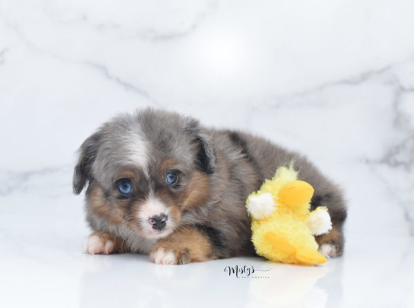 Mini / Toy Australian Shepherd Puppy Guinness