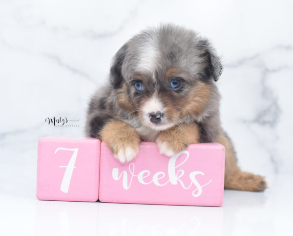 Mini / Toy Australian Shepherd Puppy Guinness