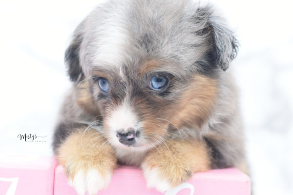Mini / Toy Australian Shepherd Puppy Guinness