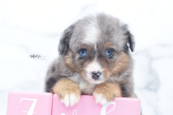 Mini / Toy Australian Shepherd Puppy Guinness