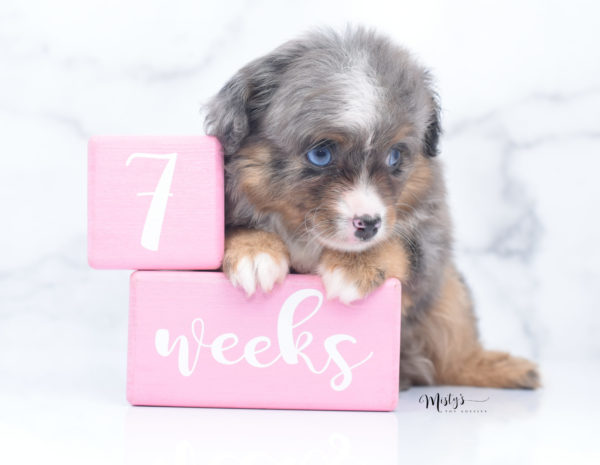 Mini / Toy Australian Shepherd Puppy Guinness