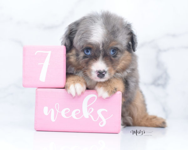 Mini / Toy Australian Shepherd Puppy Guinness