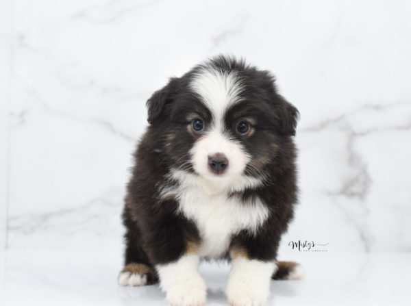 Mini / Toy Australian Shepherd Puppy Nuggie